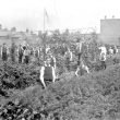 Rugby.  Murray School war garden