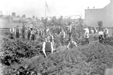 Rugby.  Murray School war garden