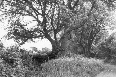 Exhall, nr Coventry.  Blackberry Lane