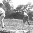 Brailes, Lower.  Scything