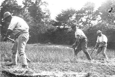 Brailes, Lower.  Scything