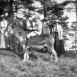 Hampton Lucy.  Fairfax-Lucy family at Maxton, Scotland