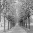 Kenilworth.  Abbey Fields