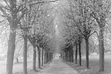 Kenilworth.  Abbey Fields