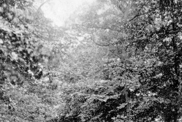 Kingswood.  Rising Lane