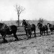 Dunchurch.  Buccleuch Estate, ploughing