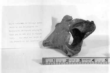 Lillington. ' Fossilised' bone