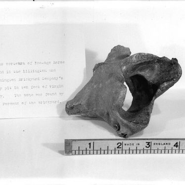 Lillington. ' Fossilised' bone