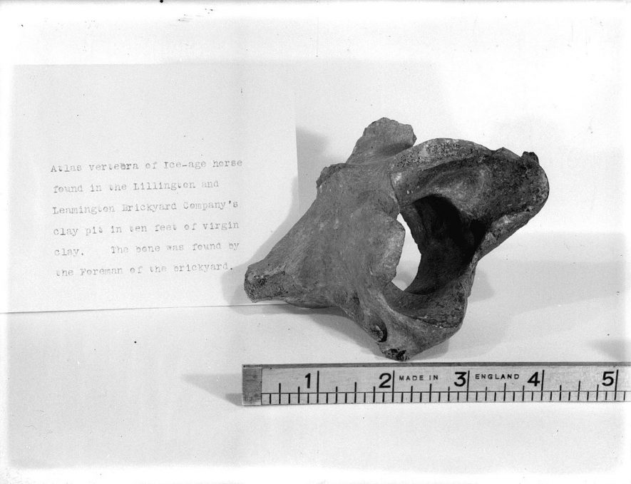 A fine vertebra of an iron age horse found in the Lillington and Leamington Brickyard Company's clay pit in 10 feet of virgin clay.  It was found by the foreman of the brickyard. 1939 |  IMAGE LOCATION: (Warwickshire County Record Office)