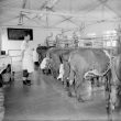 Moreton Morrell.  Moreton Hall milking parlour