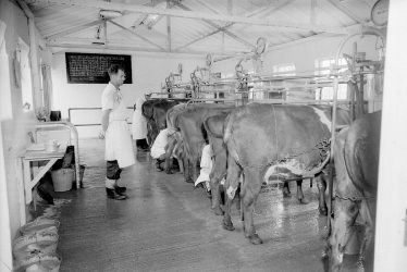 Moreton Morrell.  Moreton Hall milking parlour