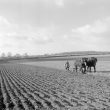 Long Itchington.  Horse ploughing