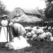 Cherington.  Sheep shearing