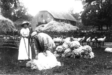 Cherington.  Sheep shearing