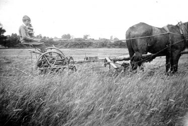Warwick.  Old Kennels Farm, haymaking