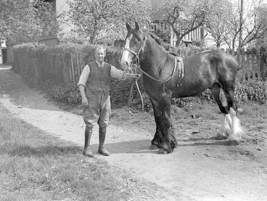 A man, probably the farmer at Court Farm, Oldberrow, and one of his working horses.  1945 |  IMAGE LOCATION: (Warwickshire County Record Office)