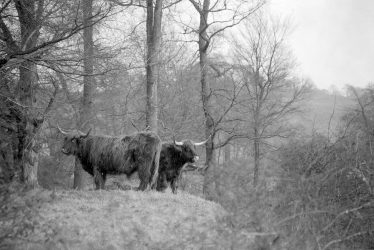 Offchurch.  Highland Cattle