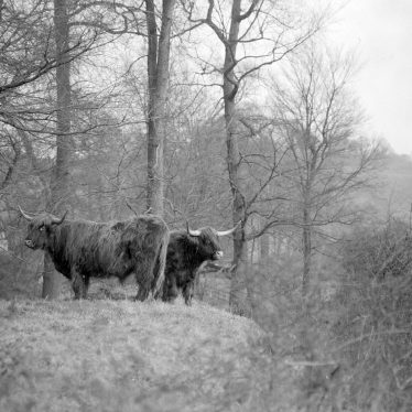 Offchurch.  Highland Cattle