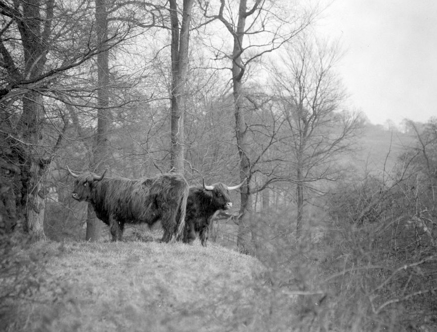 Highland cattle at Offchurch.  1957 |  IMAGE LOCATION: (Warwickshire County Record Office)
