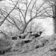 Offchurch.  Highland Cattle