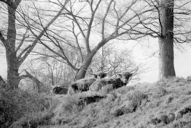 Offchurch.  Highland Cattle
