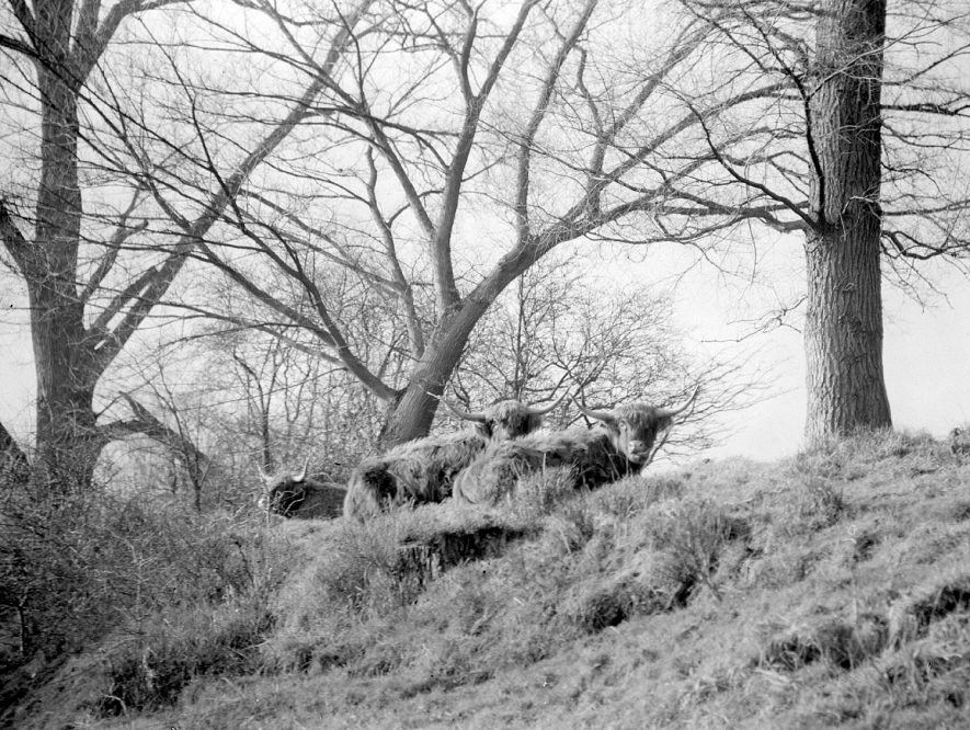 Highland cattle at Offchurch.  1957 |  IMAGE LOCATION: (Warwickshire County Record Office)