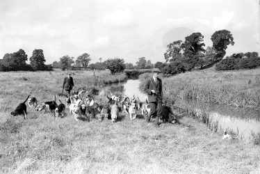 Radford Semele.  Otter Hounds