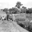 Radford Semele.  Otter Hounds
