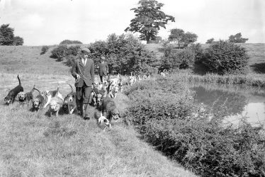 Radford Semele.  Otter Hounds