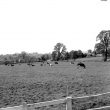 Barcheston.  View across meadows towards church