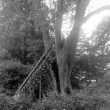 Foxcote.  A seat in a tree in a wood