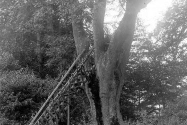 Foxcote.  A seat in a tree in a wood