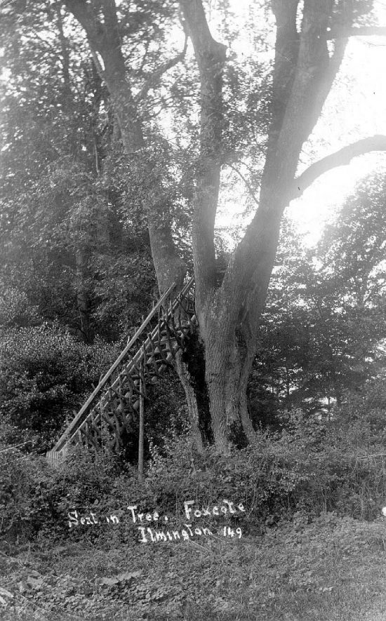 Seat in tree in wood, Foxcote.  Rustic ladder for access.  1910s |  IMAGE LOCATION: (Warwickshire County Record Office)