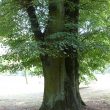 Warwickshire's Ancient Woodlands