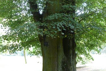 Warwickshire's Ancient Woodlands
