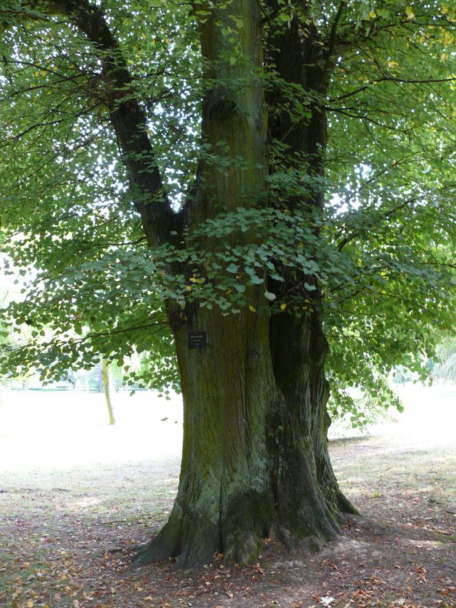 Small-leaved lime tree: typical of ancient woodland. | Image by DontWorry. Originally uploaded to Wikimedia Commons.