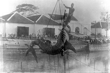 A Sea Monster Comes to Warwickshire