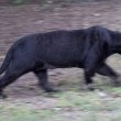 North Warwickshire's Big Cats