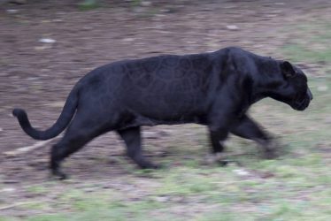 North Warwickshire's Big Cats