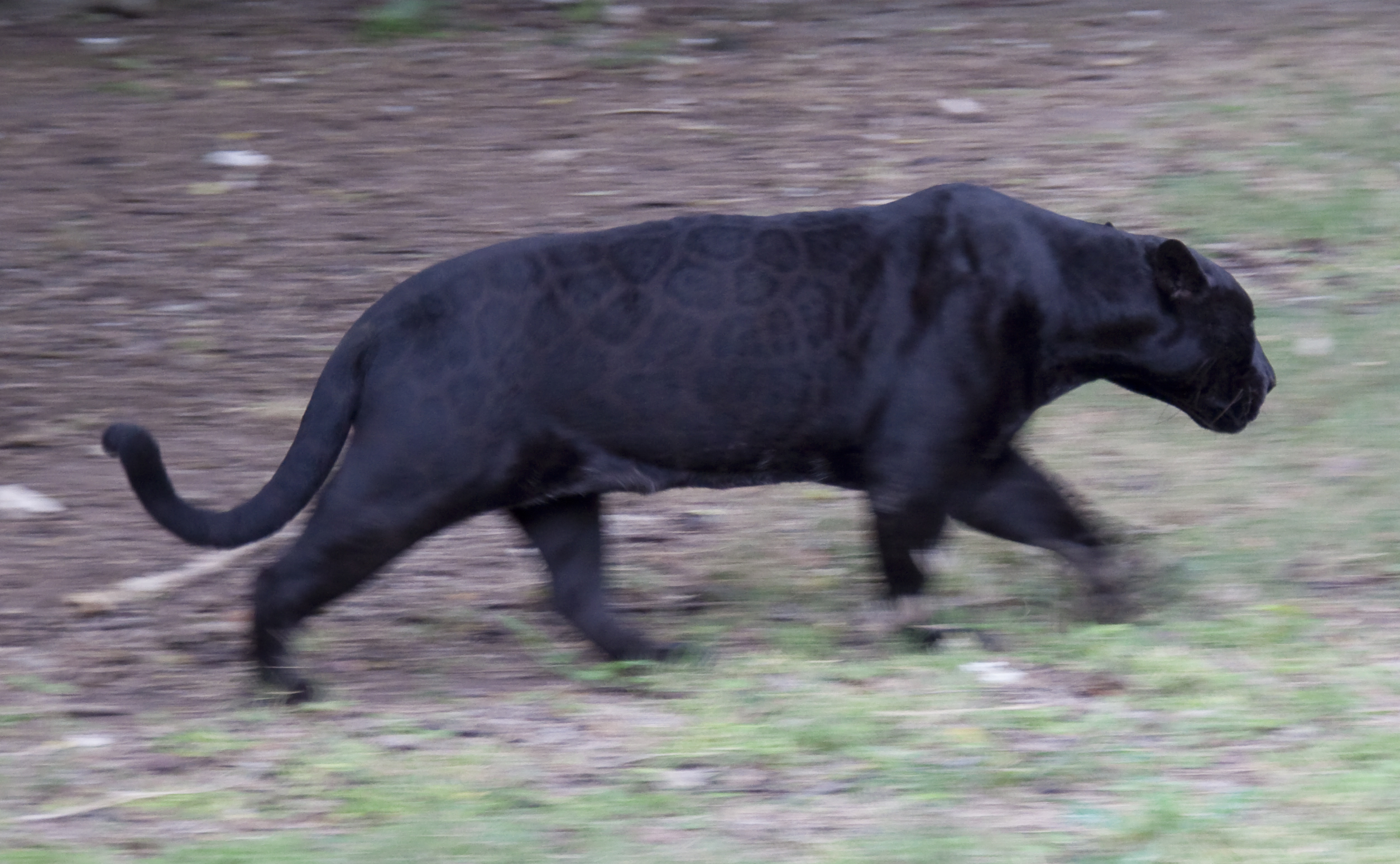 black spotted jaguar cats