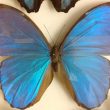 The Blue Morpho Butterfly in Warwickshire Museum's Collections