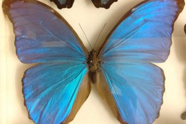 The Blue Morpho Butterfly in Warwickshire Museum's Collections