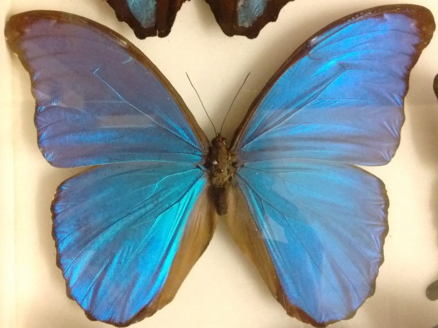 Blue morpho butterfly. | Image courtesy of Warwickshire Museum