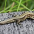 The Common Lizard in Warwickshire