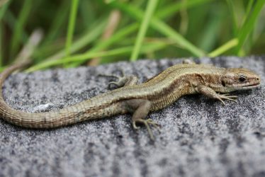The Common Lizard in Warwickshire