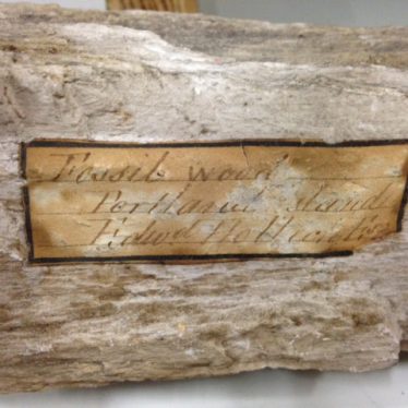 One of Reverend Peter Brodie's handwritten labels, glued to a specimen of fossil wood. | Image courtesy of Warwickshire Museum