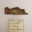 Warwickshire Natural History and Archaeological Society: Specimens and Labels