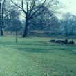 Possible Iron Age Hillfort at Priory Park