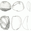 Neolithic or Bronze Age flint scatter, Corley.