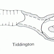 Excavation of Roman Settlement at Tiddington 1982-1983